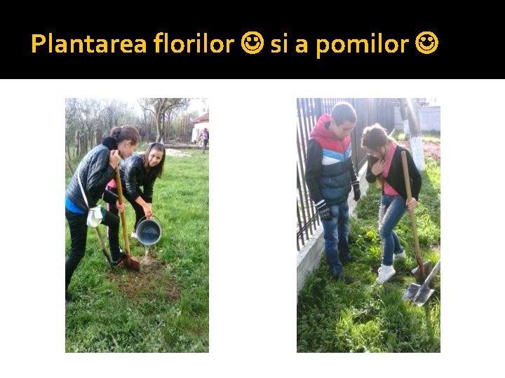 Plantarea florilor si a pomilor 