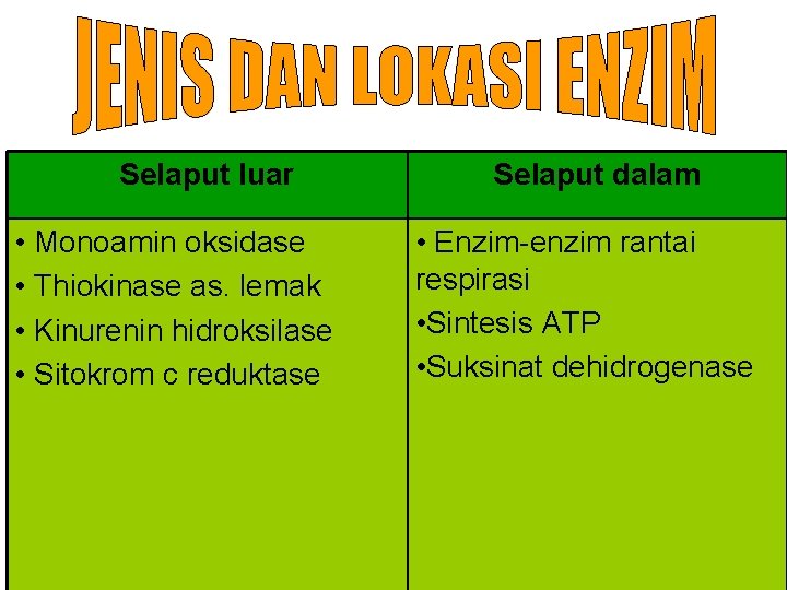 Selaput luar • Monoamin oksidase • Thiokinase as. lemak • Kinurenin hidroksilase • Sitokrom