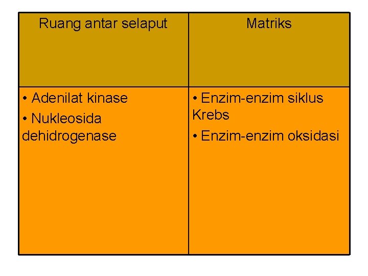 Ruang antar selaput • Adenilat kinase • Nukleosida dehidrogenase Matriks • Enzim-enzim siklus Krebs