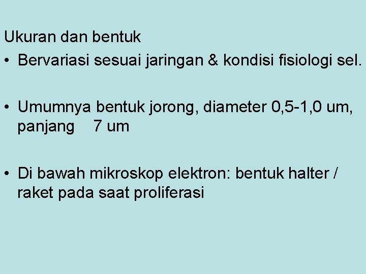 Ukuran dan bentuk • Bervariasi sesuai jaringan & kondisi fisiologi sel. • Umumnya bentuk