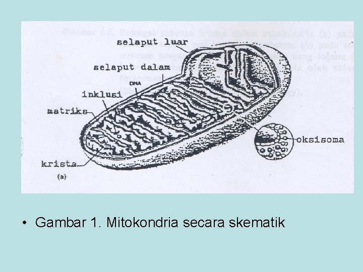  • Gambar 1. Mitokondria secara skematik 