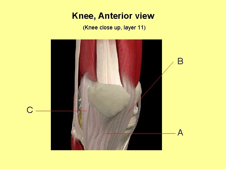 Knee, Anterior view (Knee close up, layer 11) B C A 