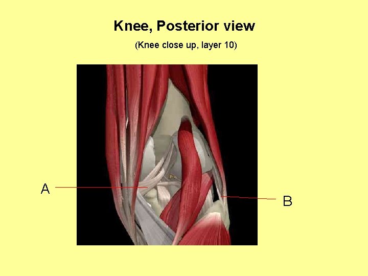 Knee, Posterior view (Knee close up, layer 10) A B 