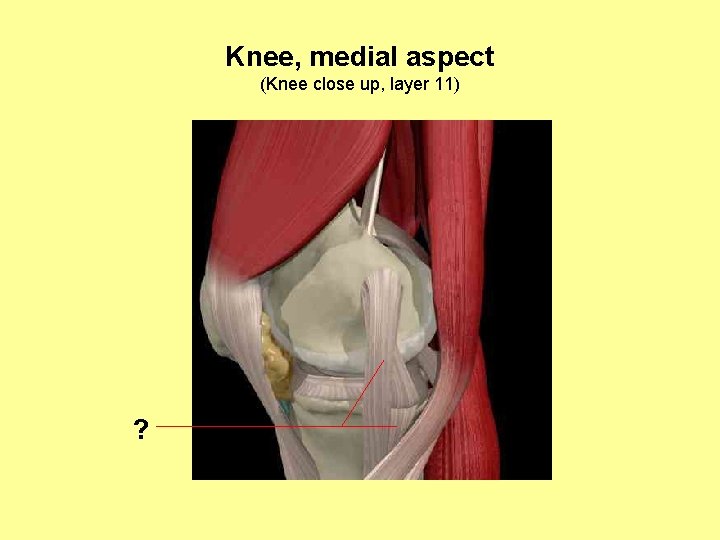 Knee, medial aspect (Knee close up, layer 11) ? 