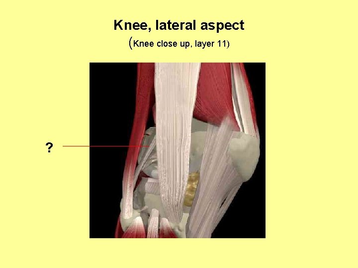 Knee, lateral aspect (Knee close up, layer 11) ? 