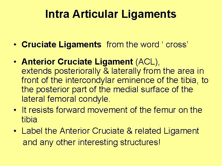 Intra Articular Ligaments • Cruciate Ligaments from the word ‘ cross’ • Anterior Cruciate