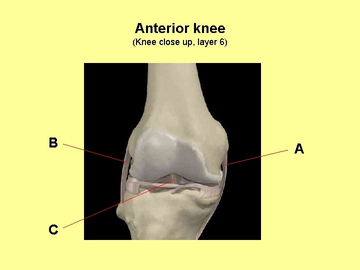 Anterior knee (Knee close up, layer 6) B C A 