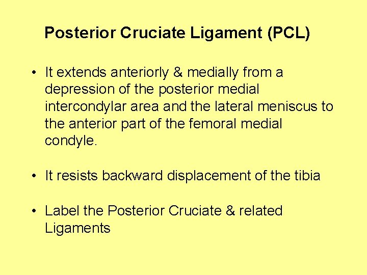 Posterior Cruciate Ligament (PCL) • It extends anteriorly & medially from a depression of