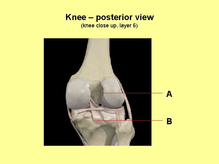 Knee – posterior view (knee close up, layer 6) A B 