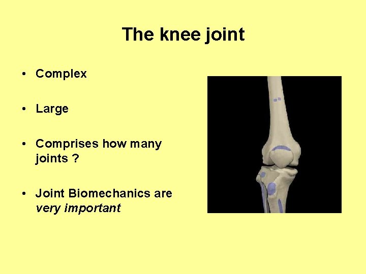 The knee joint • Complex • Large • Comprises how many joints ? •