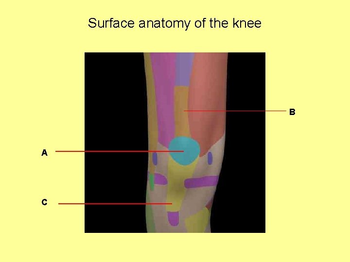 Surface anatomy of the knee B A C 