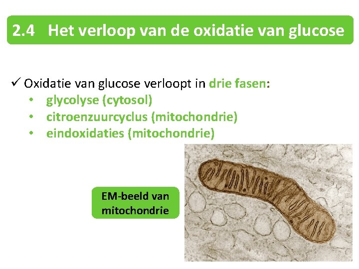 2. 4 Het verloop van de oxidatie van glucose ü Oxidatie van glucose verloopt