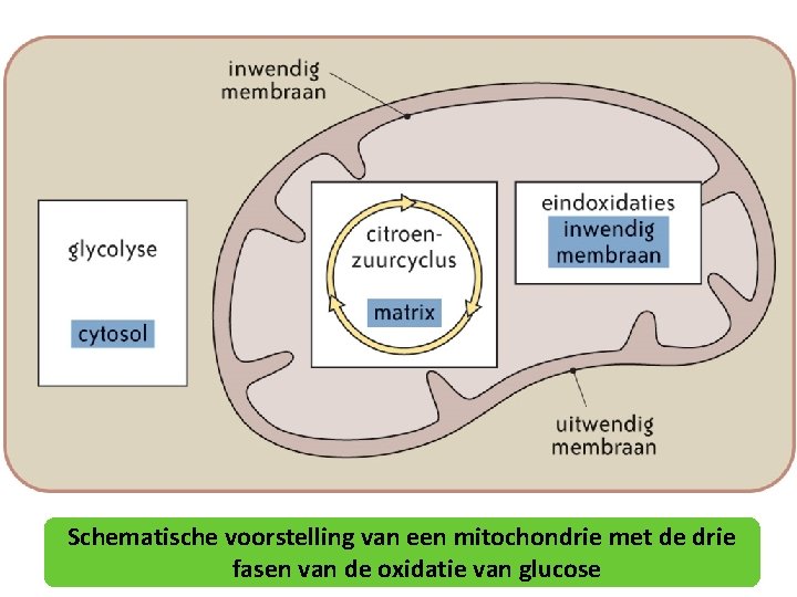 Schematische voorstelling van een mitochondrie met de drie fasen van de oxidatie van glucose