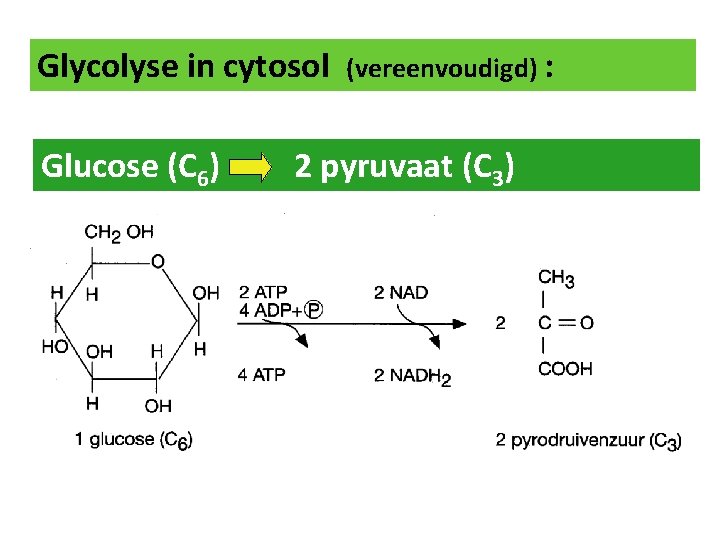 Glycolyse in cytosol Glucose (C 6) (vereenvoudigd) : 2 pyruvaat (C 3) anaëroob!! 