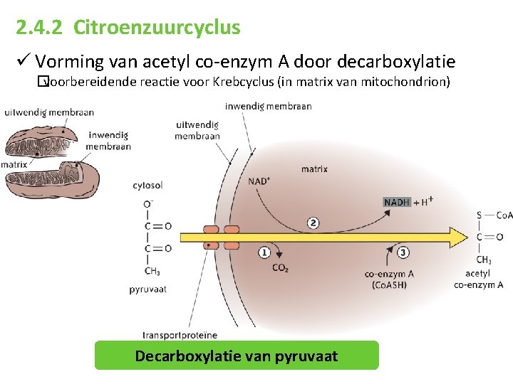 2. 4. 2 Citroenzuurcyclus ü Vorming van acetyl co-enzym A door decarboxylatie �voorbereidende reactie