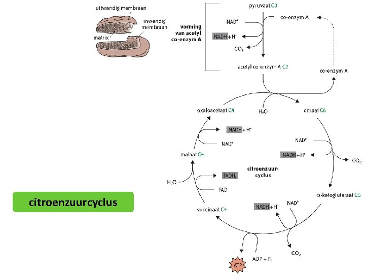 citroenzuurcyclus 