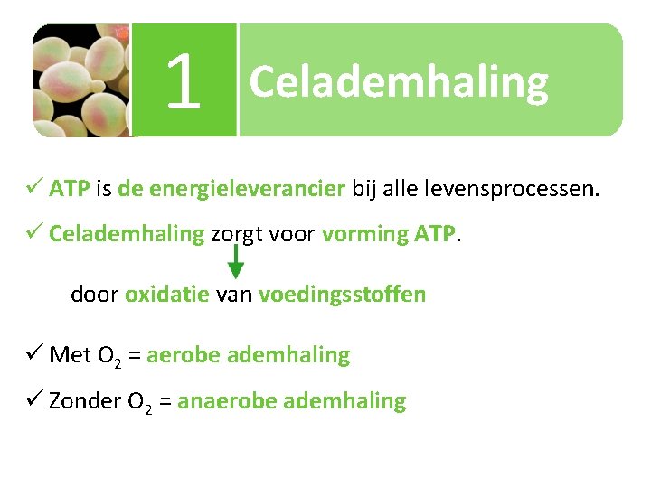 1 Celademhaling ü ATP is de energieleverancier bij alle levensprocessen. ü Celademhaling zorgt voor