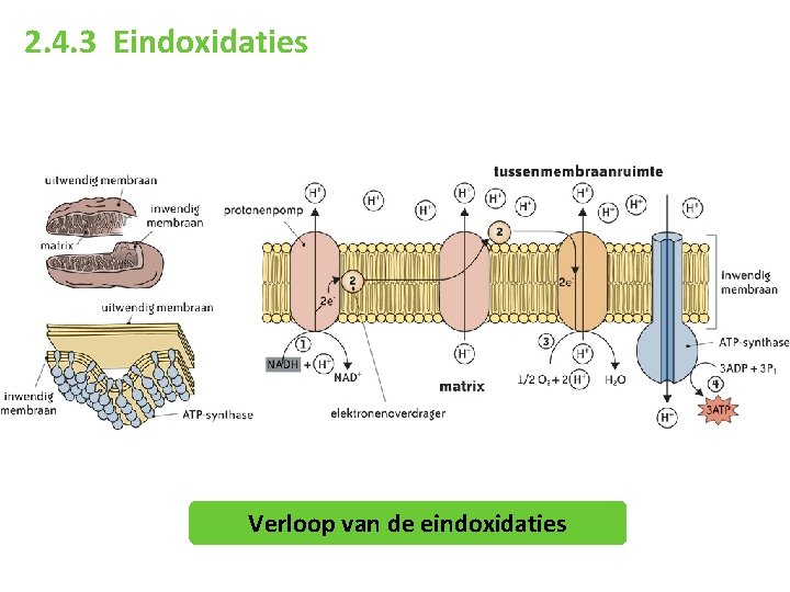 2. 4. 3 Eindoxidaties Verloop van de eindoxidaties 