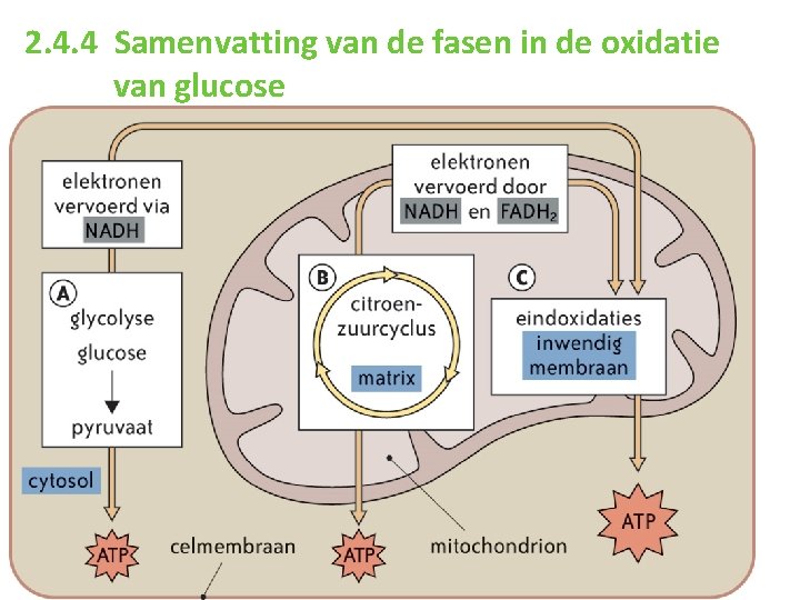 2. 4. 4 Samenvatting van de fasen in de oxidatie van glucose 