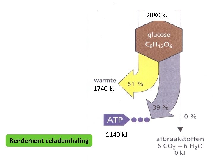 2880 k. J 1740 k. J Rendement celademhaling 1140 k. J 