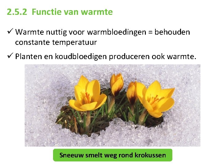 2. 5. 2 Functie van warmte ü Warmte nuttig voor warmbloedingen = behouden constante