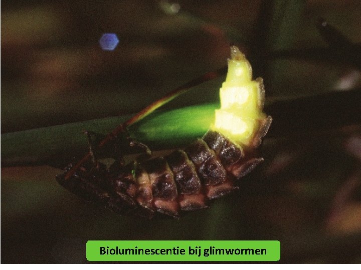 Bioluminescentie bij glimwormen 