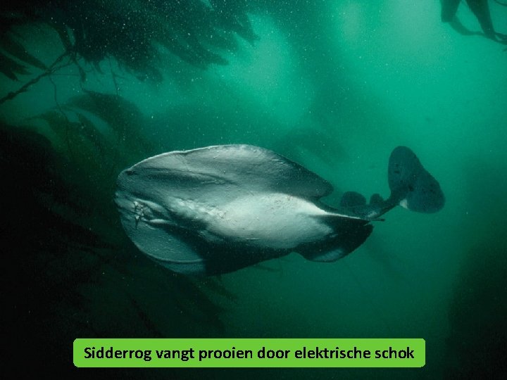 Sidderrog vangt prooien door elektrische schok 