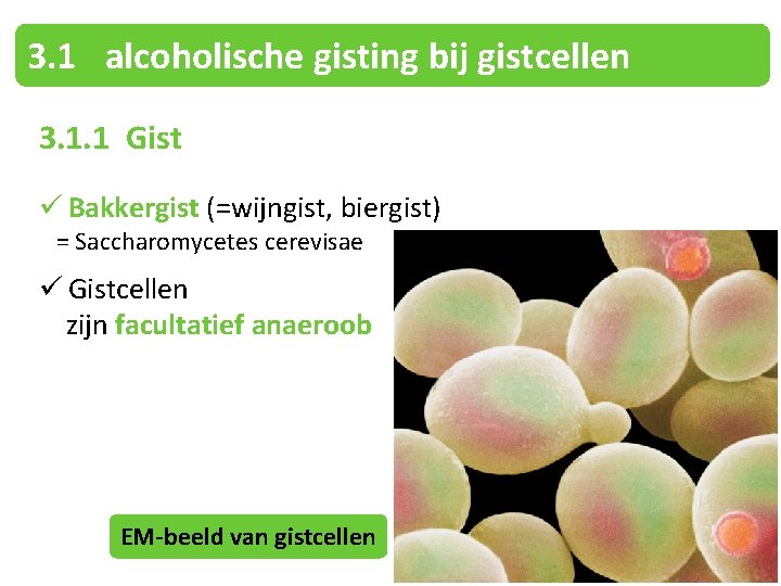 3. 1 alcoholische gisting bij gistcellen 3. 1. 1 Gist ü Bakkergist (=wijngist, biergist)