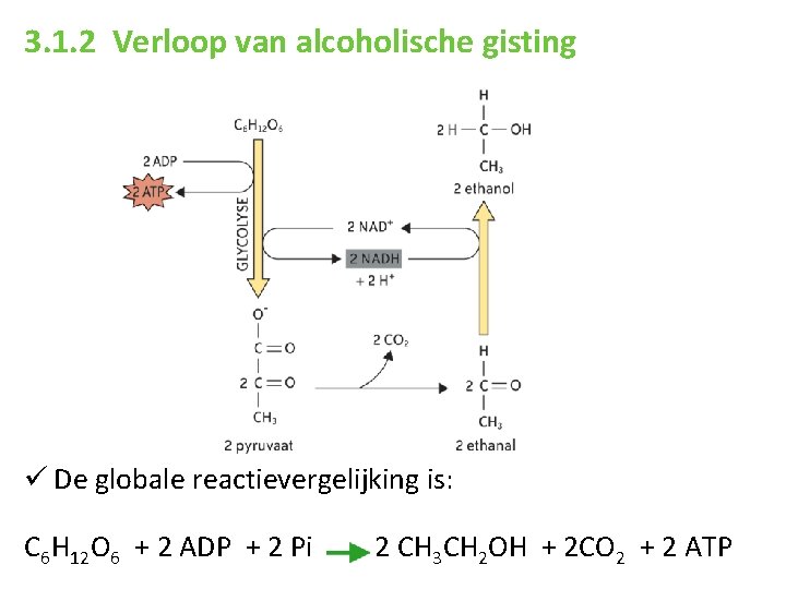 3. 1. 2 Verloop van alcoholische gisting ü De globale reactievergelijking is: C 6