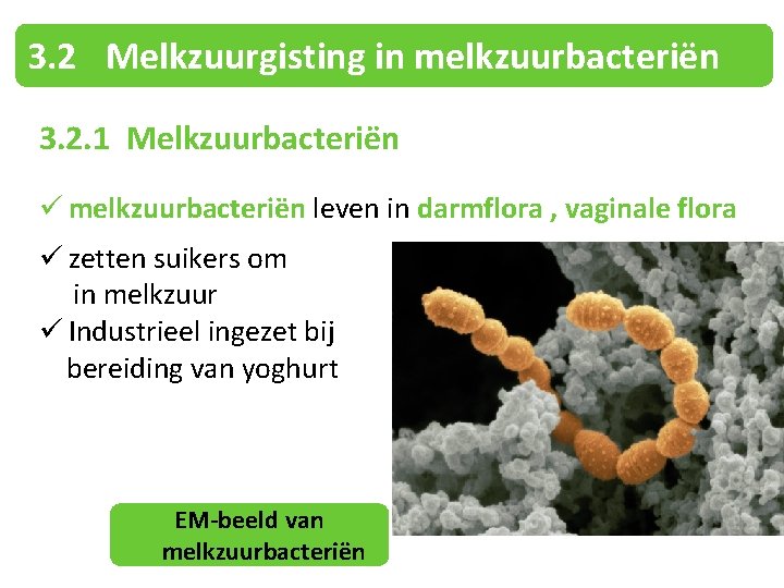 3. 2 Melkzuurgisting in melkzuurbacteriën 3. 2. 1 Melkzuurbacteriën ü melkzuurbacteriën leven in darmflora