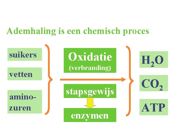 Ademhaling is een chemisch proces suikers vetten aminozuren Oxidatie (verbranding) stapsgewijs enzymen H 2