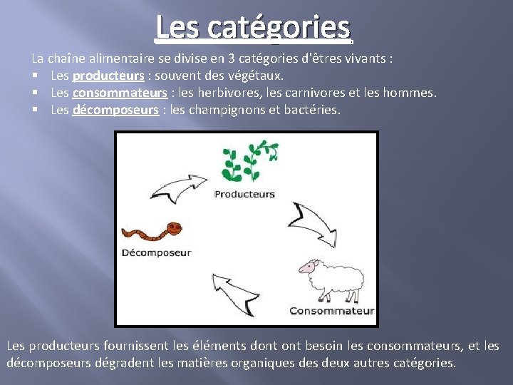 Les catégories La chaîne alimentaire se divise en 3 catégories d'êtres vivants : §