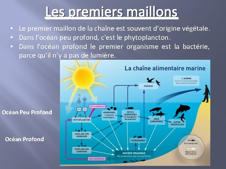 Les premiers maillons • Le premier maillon de la chaîne est souvent d’origine végétale.