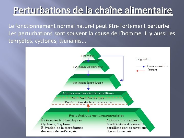 Perturbations de la chaîne alimentaire Le fonctionnement normal naturel peut être fortement perturbé. Les