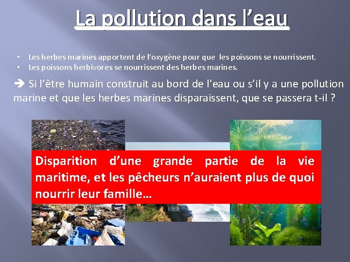 La pollution dans l’eau • Les herbes marines apportent de l’oxygène pour que les