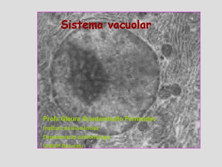 Sistema vacuolar Profa Glaura Scantamburlo Fernandes Instituto de Biociências Departamento de Morfologia UNESP-Botucatu 