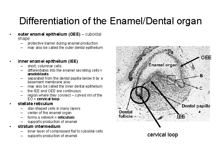 Differentiation of the Enamel/Dental organ • outer enamel epithelium (OEE) – cuboidal shape –