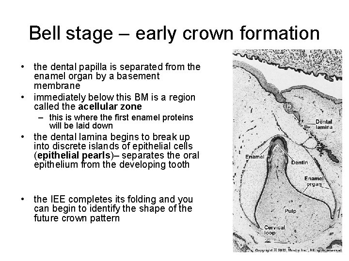 Bell stage – early crown formation • the dental papilla is separated from the