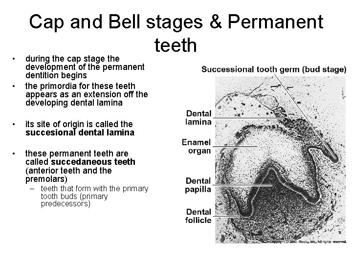  • • Cap and Bell stages & Permanent teeth during the cap stage