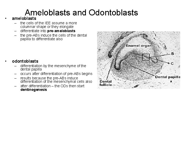  • Ameloblasts and Odontoblasts ameloblasts – the cells of the IEE assume a