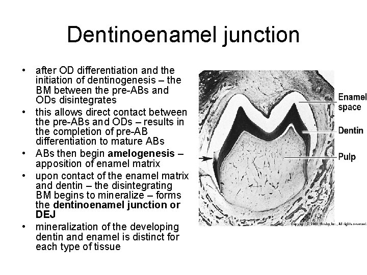 Dentinoenamel junction • after OD differentiation and the initiation of dentinogenesis – the BM