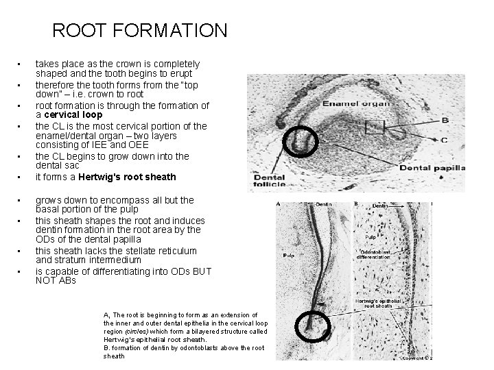 ROOT FORMATION • • • takes place as the crown is completely shaped and