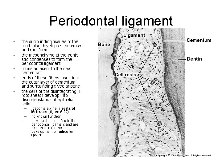 Periodontal ligament • • • the surrounding tissues of the tooth also develop as