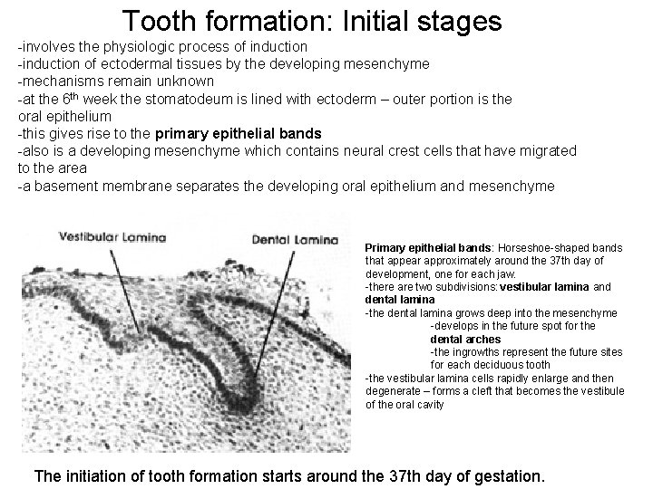 Tooth formation: Initial stages -involves the physiologic process of induction -induction of ectodermal tissues