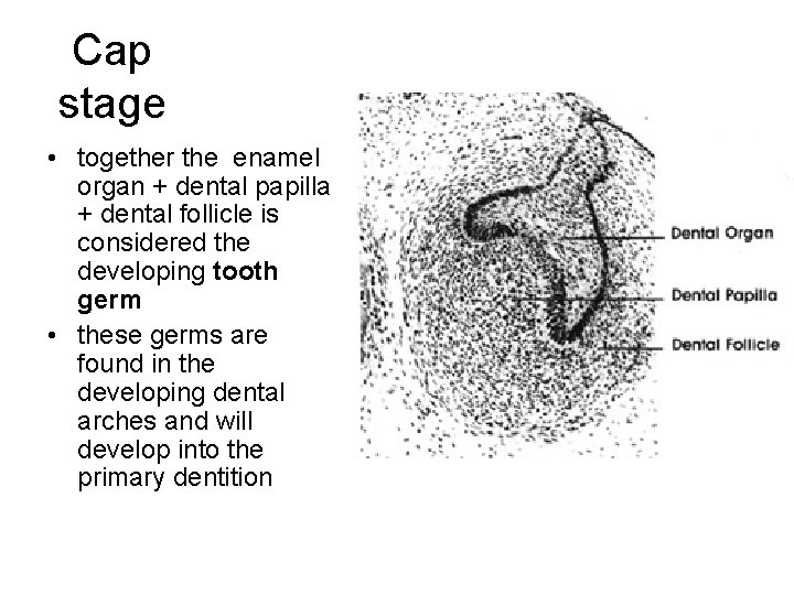 Cap stage • together the enamel organ + dental papilla + dental follicle is