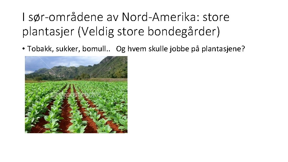 I sør-områdene av Nord-Amerika: store plantasjer (Veldig store bondegårder) • Tobakk, sukker, bomull. .