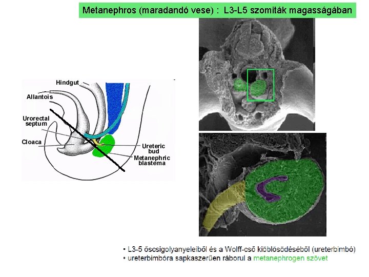 Metanephros (maradandó vese) : L 3 -L 5 szomiták magasságában 