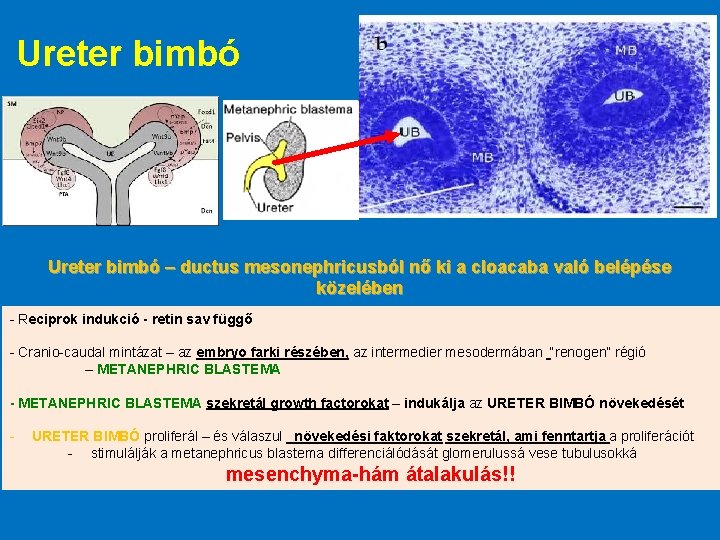 Ureter bimbó – ductus mesonephricusból nő ki a cloacaba való belépése közelében - Reciprok