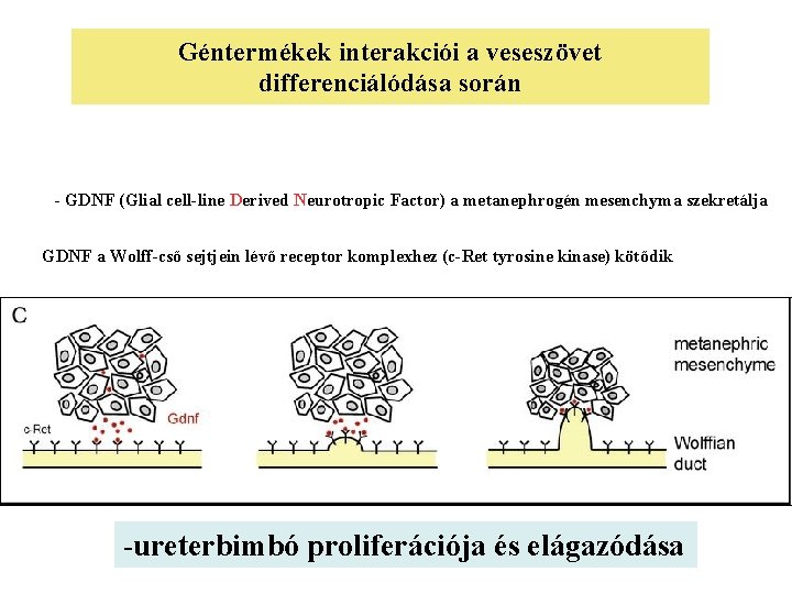 Géntermékek interakciói a veseszövet differenciálódása során - GDNF (Glial cell-line Derived Neurotropic Factor) a