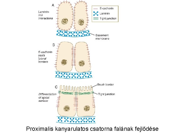 Proximalis kanyarulatos csatorna falának fejlődése 